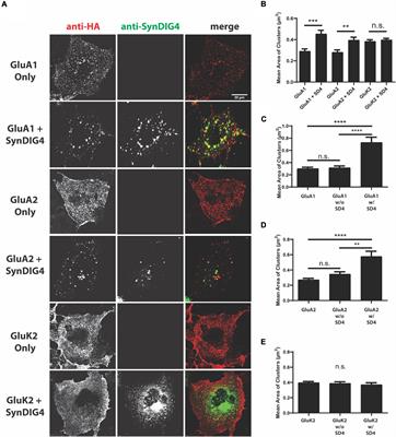 Mutually Dependent Clustering of SynDIG4/PRRT1 and AMPA Receptor Subunits GluA1 and GluA2 in Heterologous Cells and Primary Neurons